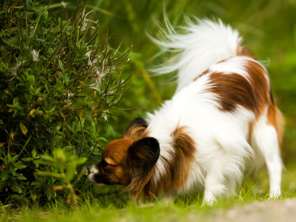 Tips råd för dig som hundägare | Furry hundblogg