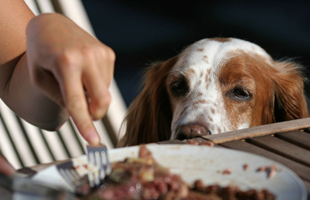 Ge hunden mat från bordet?