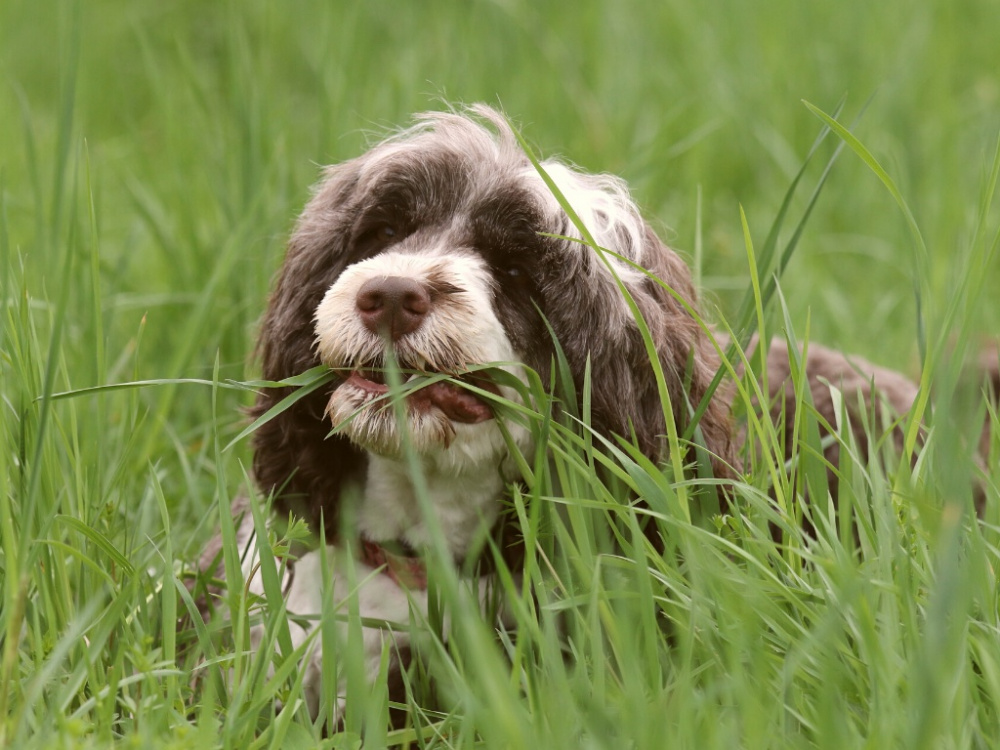 Få reda på varför din hund äter gräs