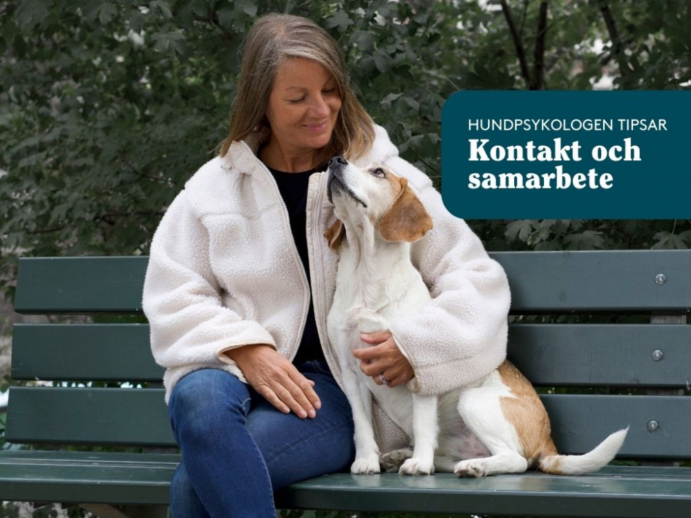 Kicki tipsar: Kontakt och samarbete med din hund