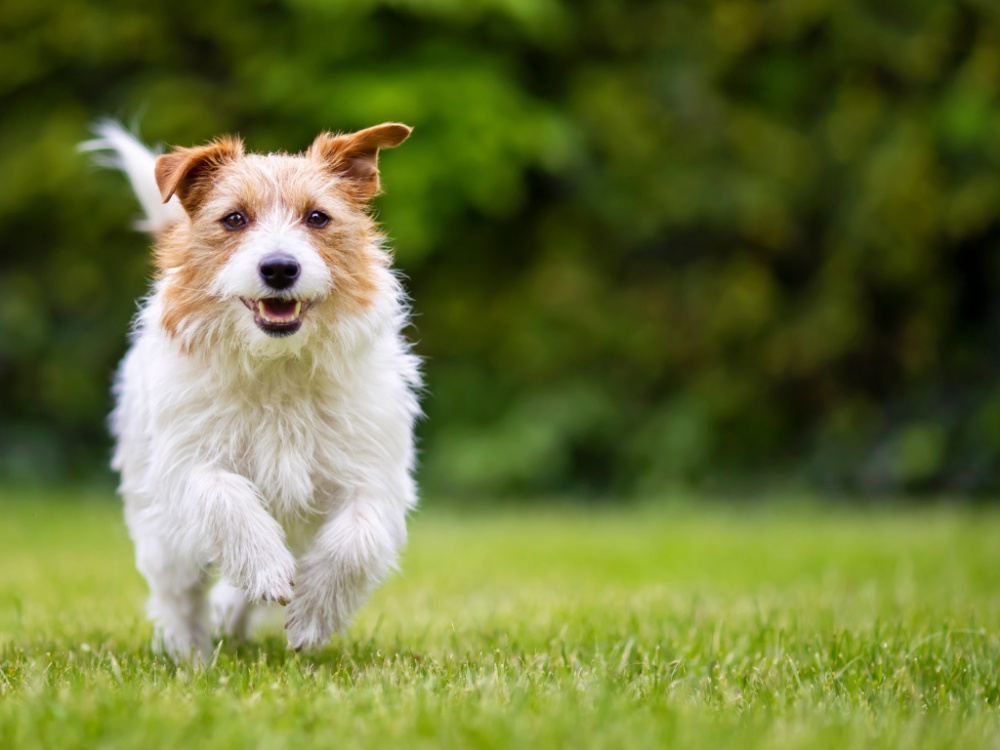 Hunden i balans med mental stimulans