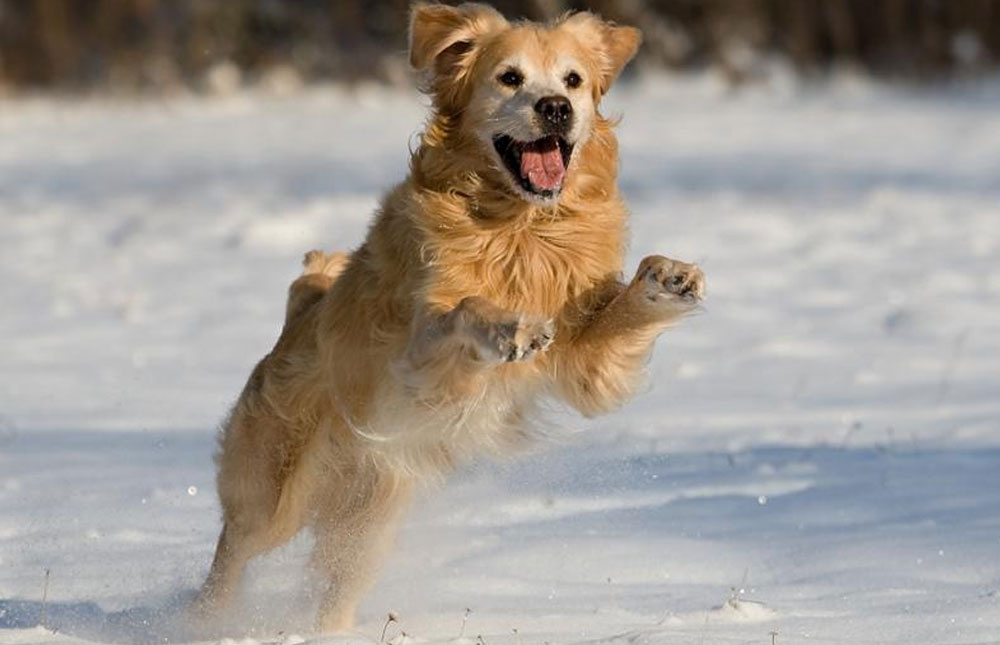 De 5 vanligaste hundraserna