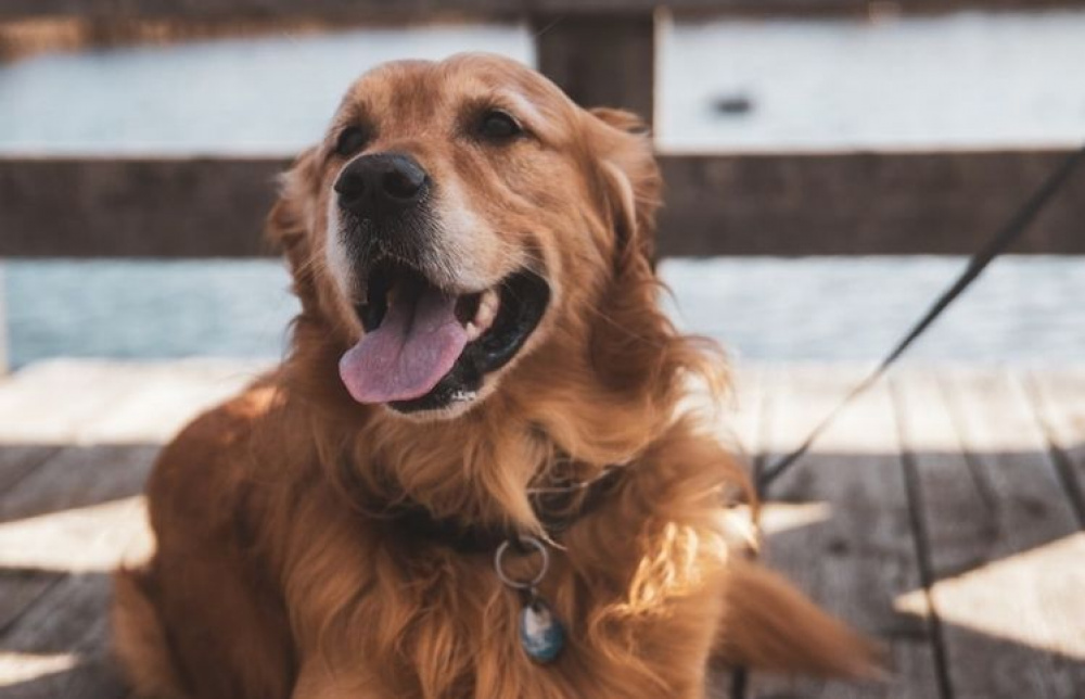 5 faror för din hund i sommar