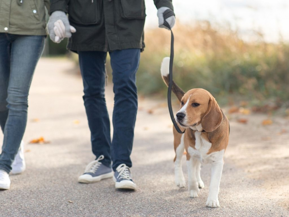 Lär din hund gå fint vid din sida – när det verkligen gäller!