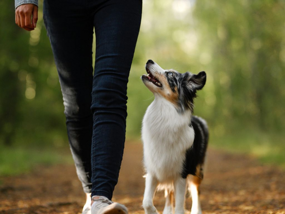 Få in aktivering och berikning i vardagen med hund