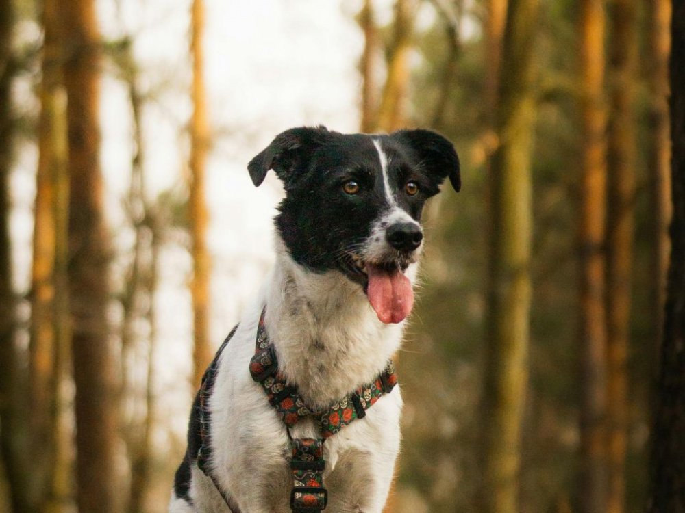 Kastrering av hanhund: fördelar och nackdelar
