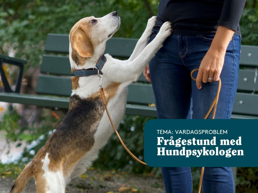 Frågestund med vår hundpsykolog Kicki - Tema: Vardagsproblem