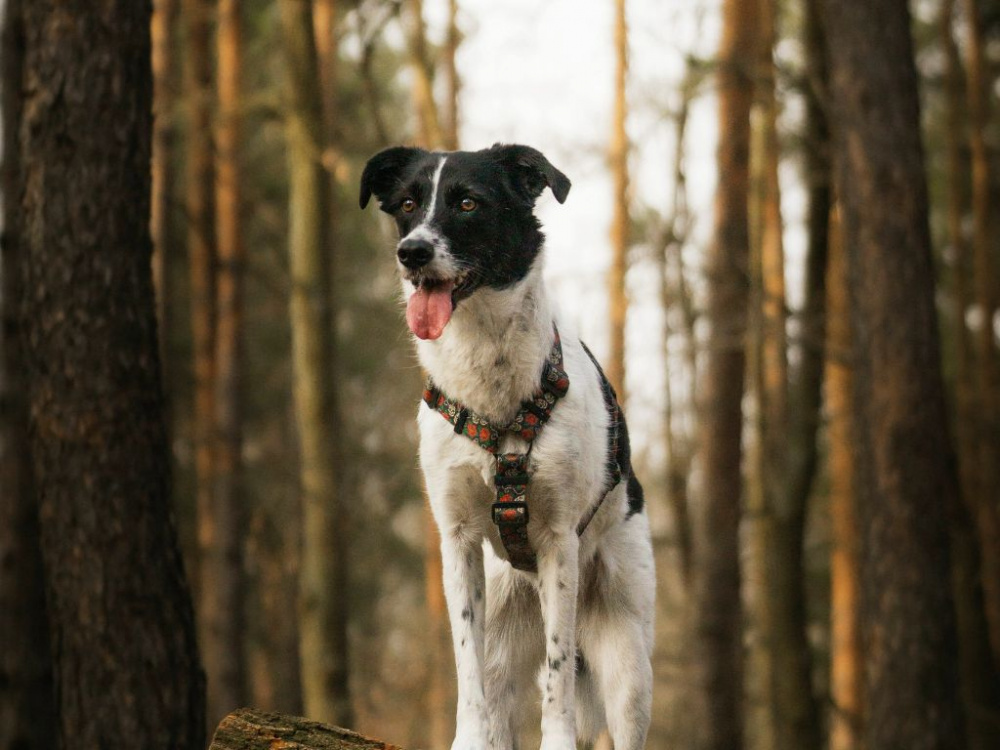 Hjälp din hund att gå ner i varv