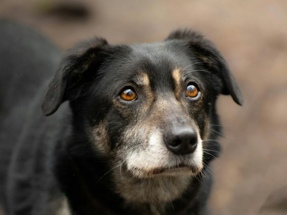 Kronisk gastroenterit hos hund