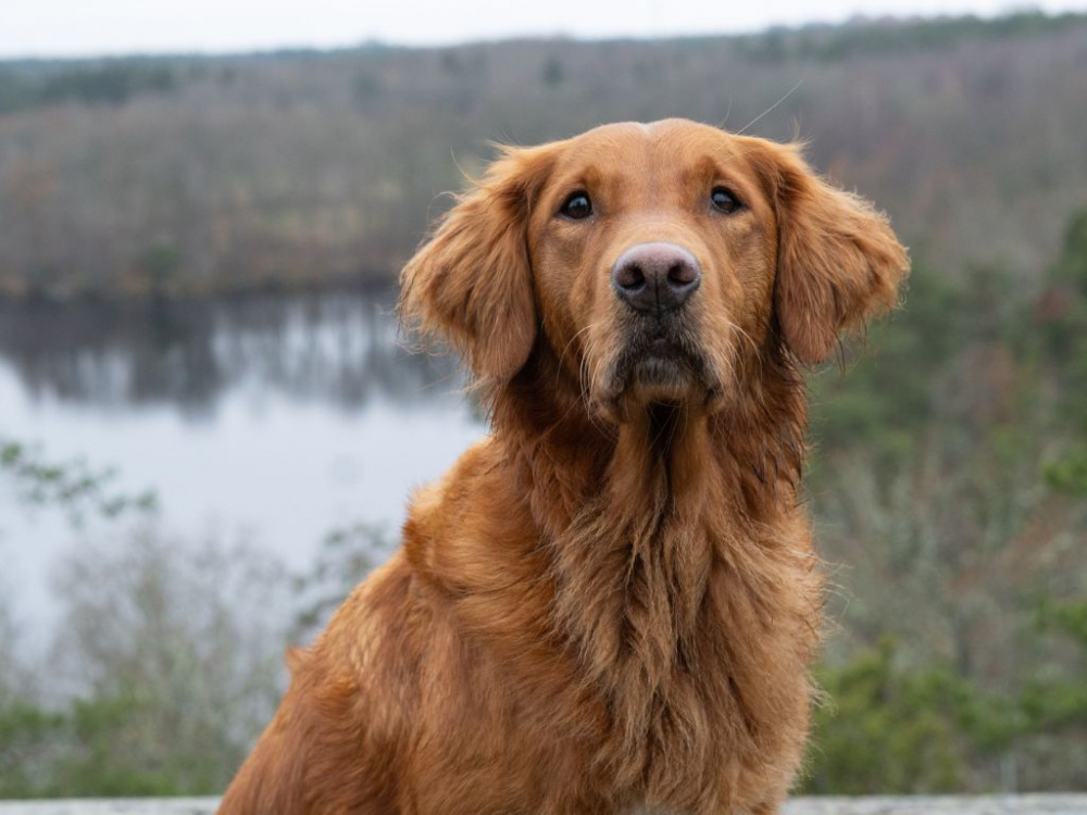 Återkommande magproblem hos hund