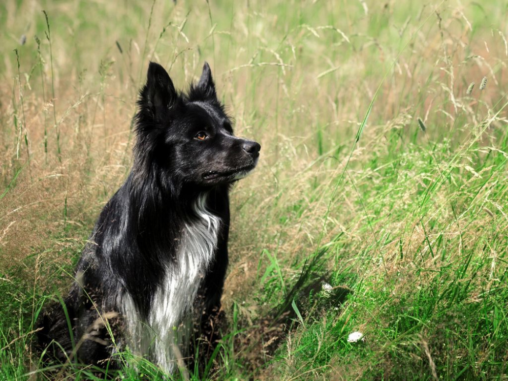 Vanliga myter om hundars beteende - vad är sant och vad är bara gammalt snack?