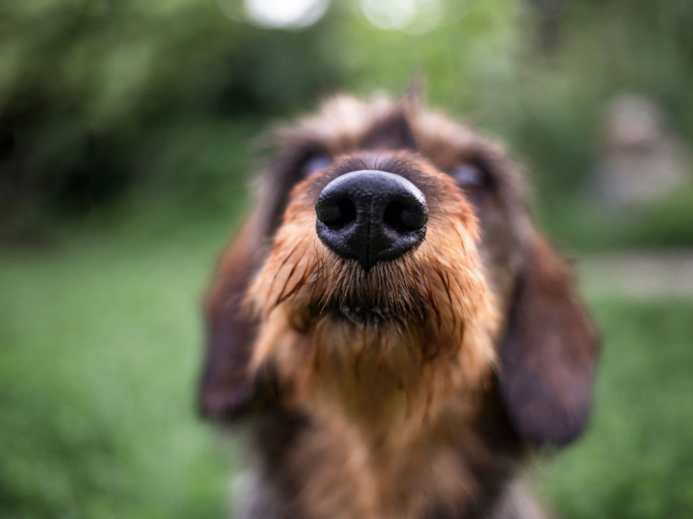 Så vet du om din hund har noskvalster