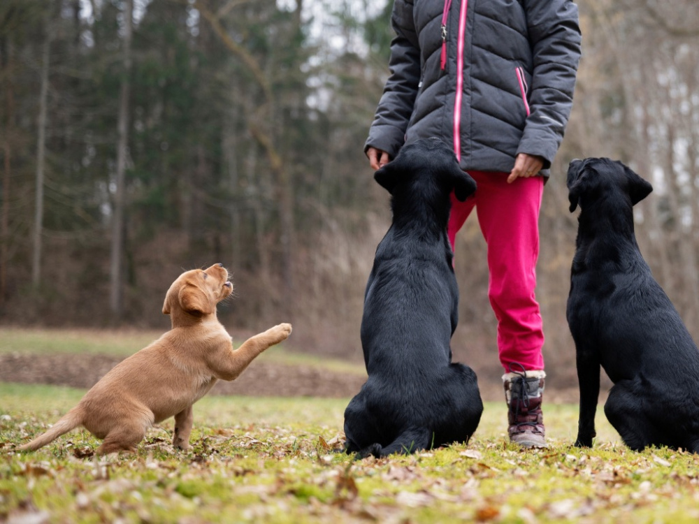 Kan hundar känna svartsjuka?