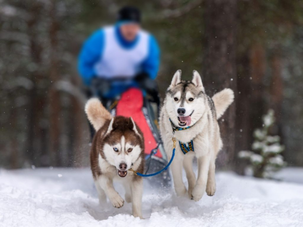 5 vinteraktiviteter att testa med din hund