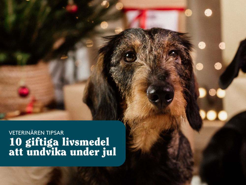 10 giftiga livsmedel hundar ska undvika under jul