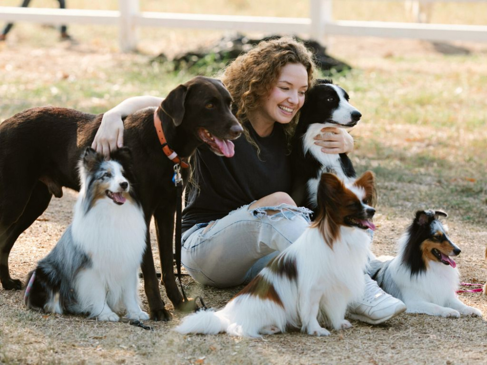 Hunddagis eller hundpensionat - Är det något för er?