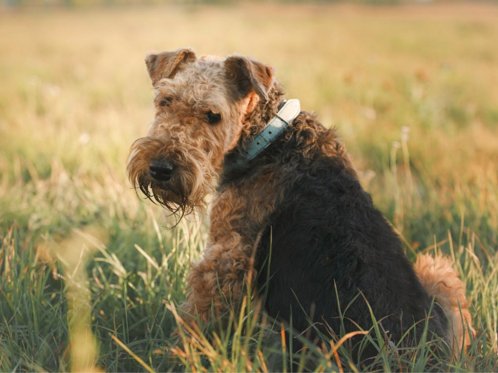 Avmaska hunden - när och hur?