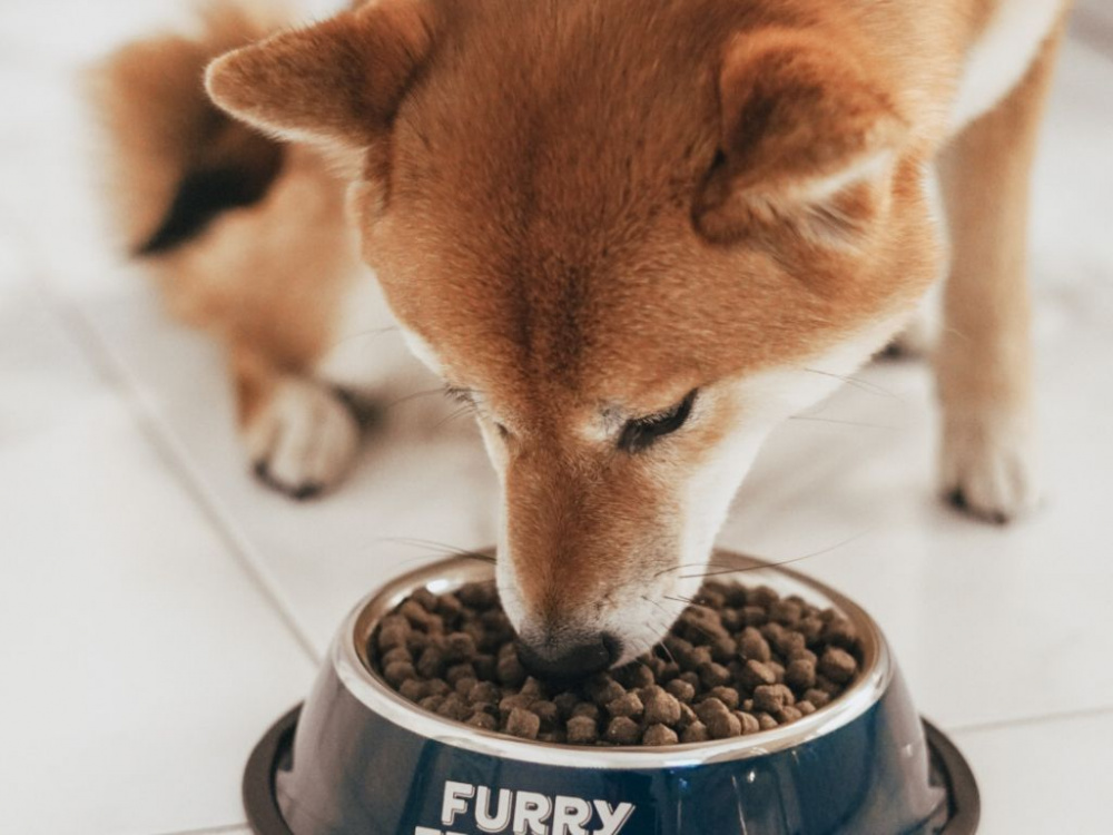 Hur ska man göra vid foderbyte?