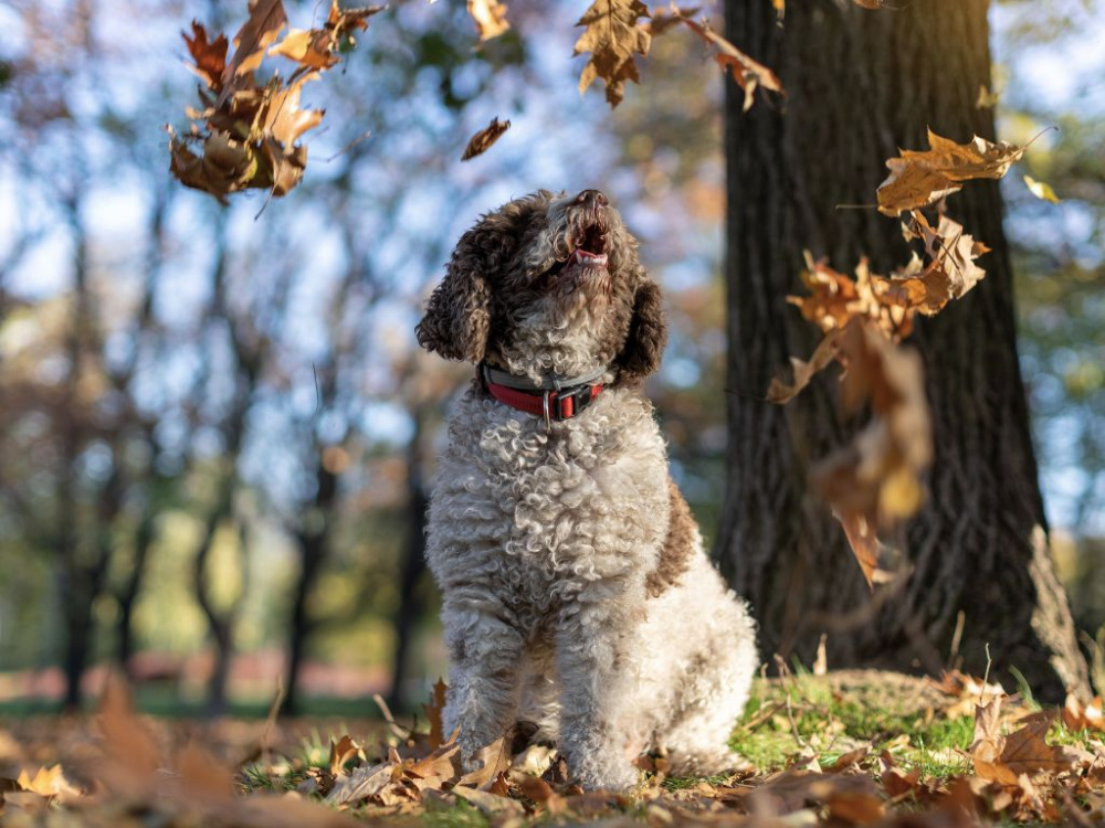 5 sätt du kan stimulera din hund under hösten