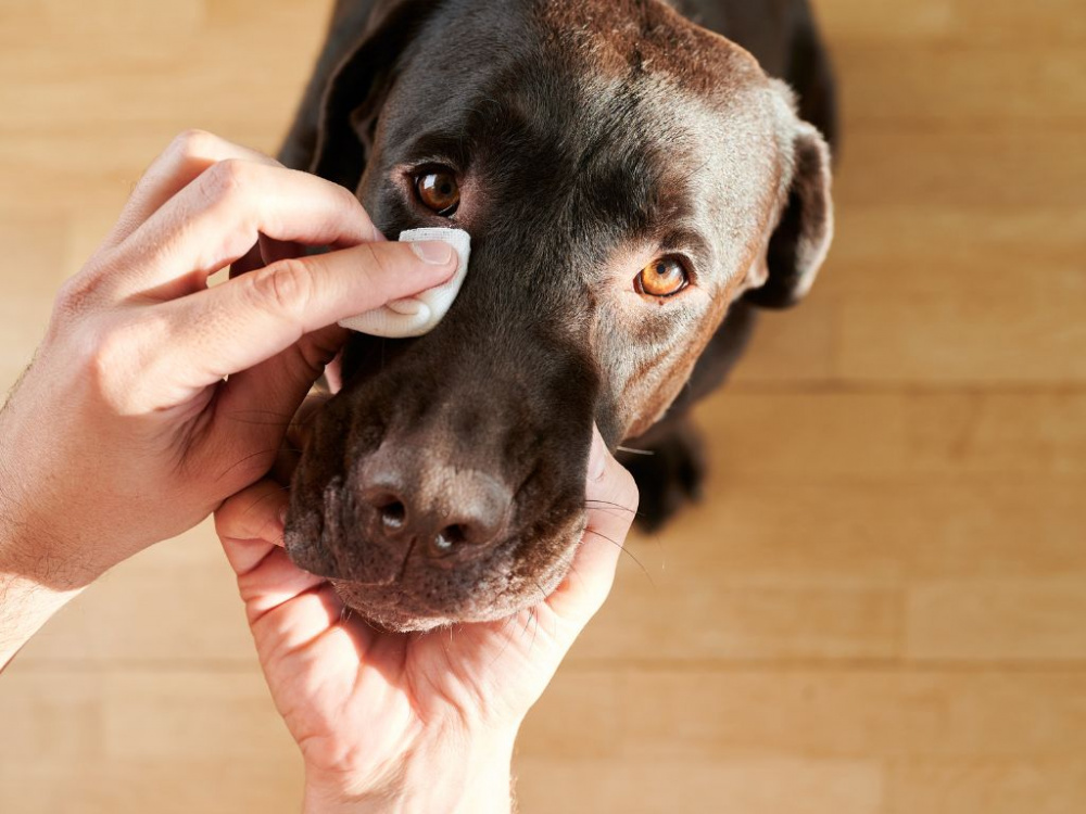 Ögoninflammation hos hundar