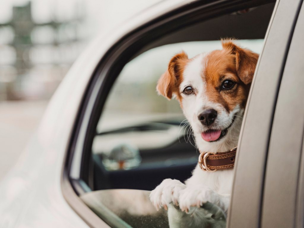 Res tryggt med din hund i sommar