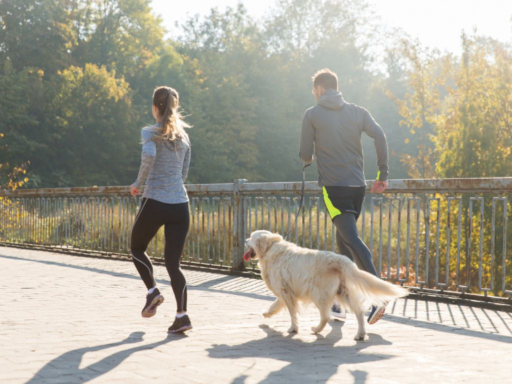 Få din hund att sluta dra i kopplet