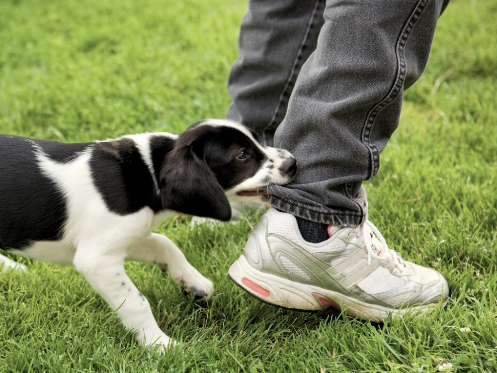 Valpar som bits – Så får du den att sluta!