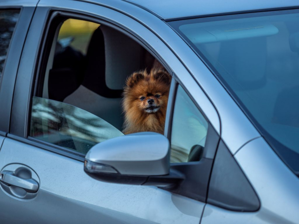 Hund i bil – få din hund att uppskatta bilåkning