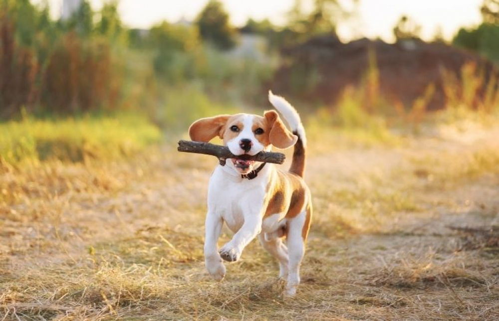 Gör hundträningen till en naturlig del av vardagen