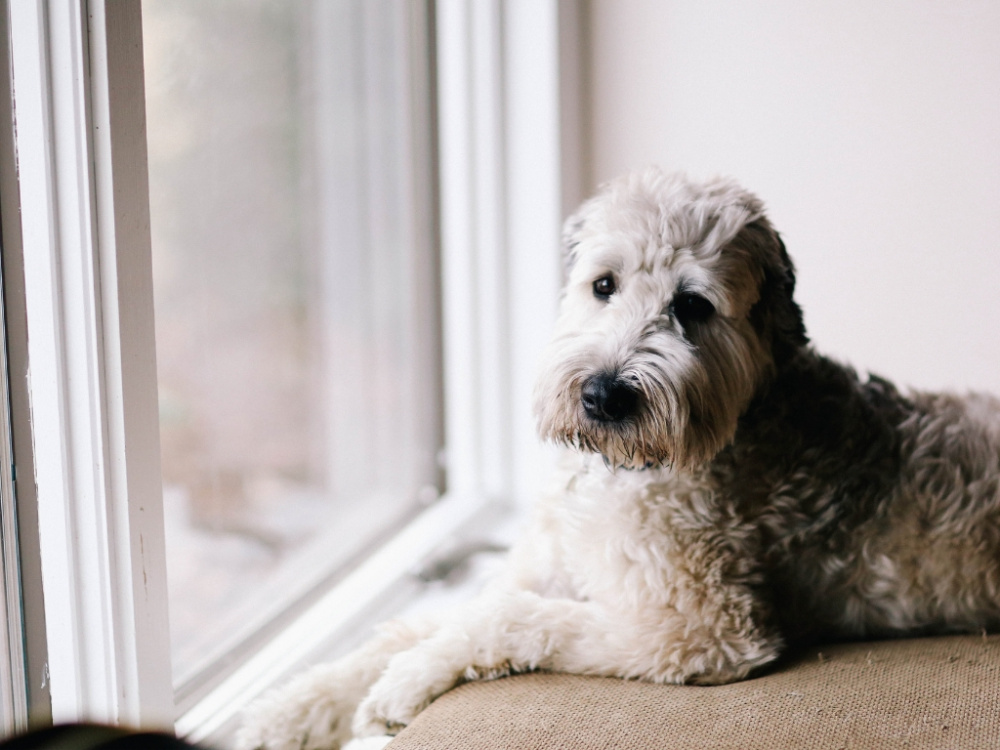 Ensamhetsträning hund: Så undviker du bakslag efter semestern