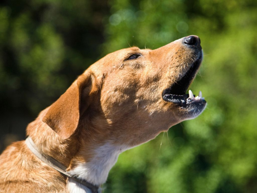 Så hanterar du en reaktiv hund