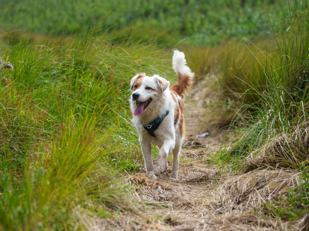 Hundens behov och berikning