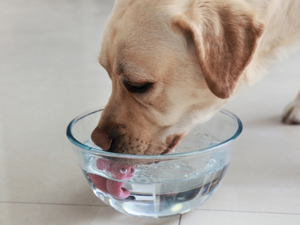 Ökad törst hos hund – när är det ett varningstecken?