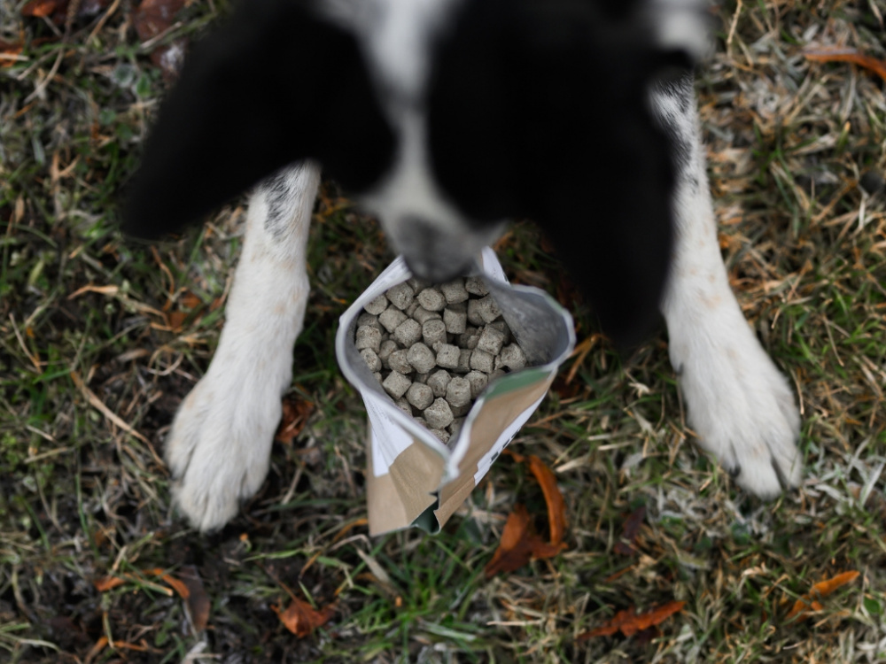 Måste man ge hunden godis hela tiden?