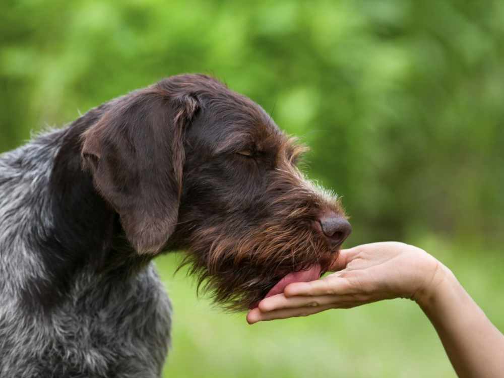 Varför slickar min hund på mig – och på allt möjligt?