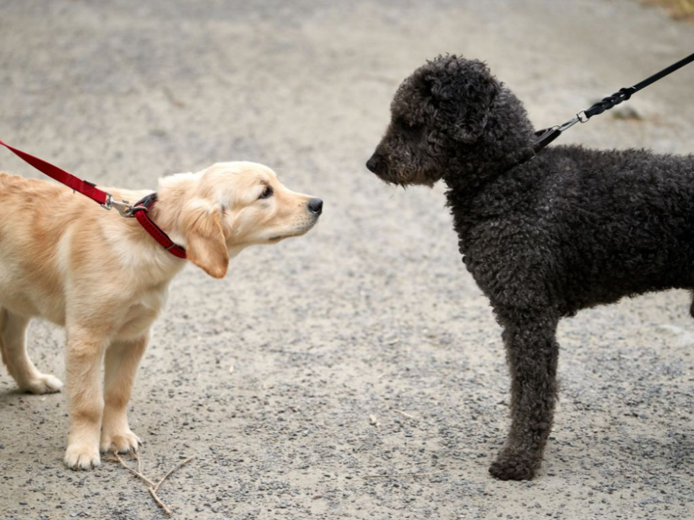 Har du någonsin undrat vad hundar egentligen säger till varandra?