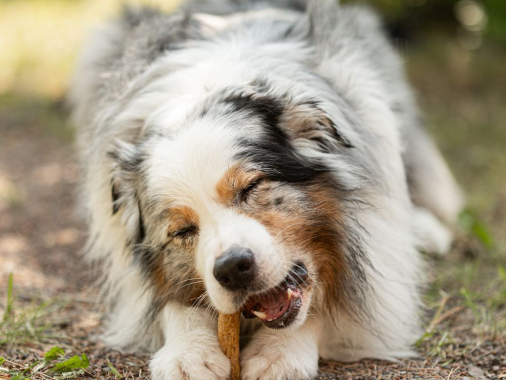 Fem nycklar till ett harmoniskt hundliv