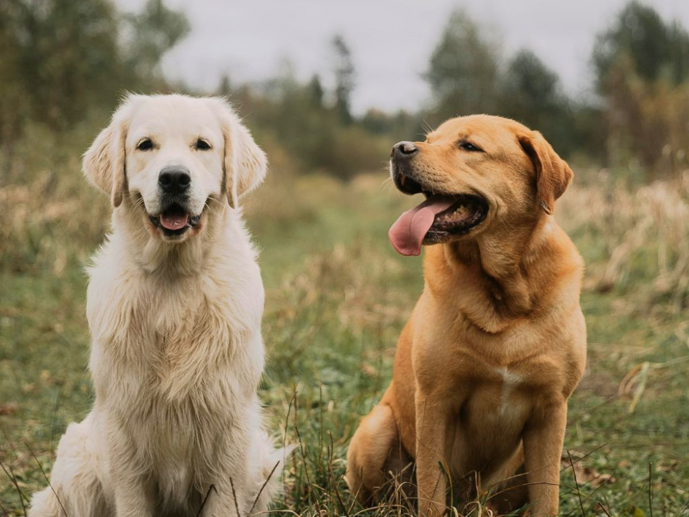 Tik eller hane – spelar könet någon roll när du ska adoptera hund?