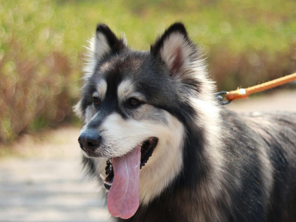 Uttorkning hos hund