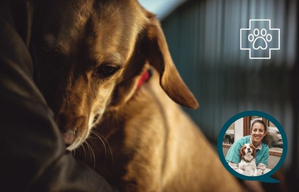 Vår veterinär om diarré hos hund