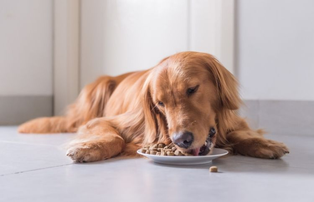 Har din hund en foderallergi?