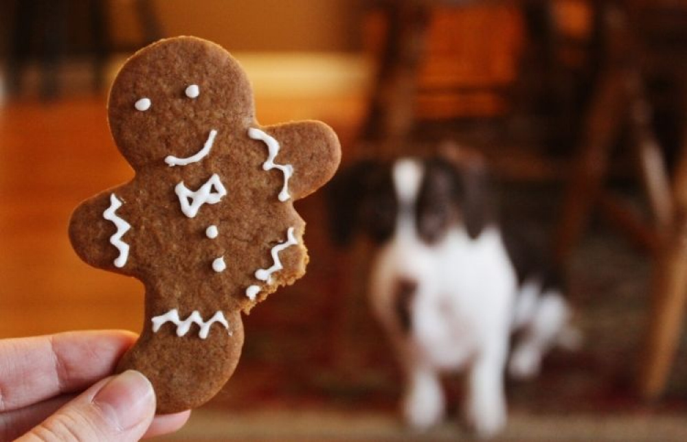 10 giftiga livsmedel för hundar under jul