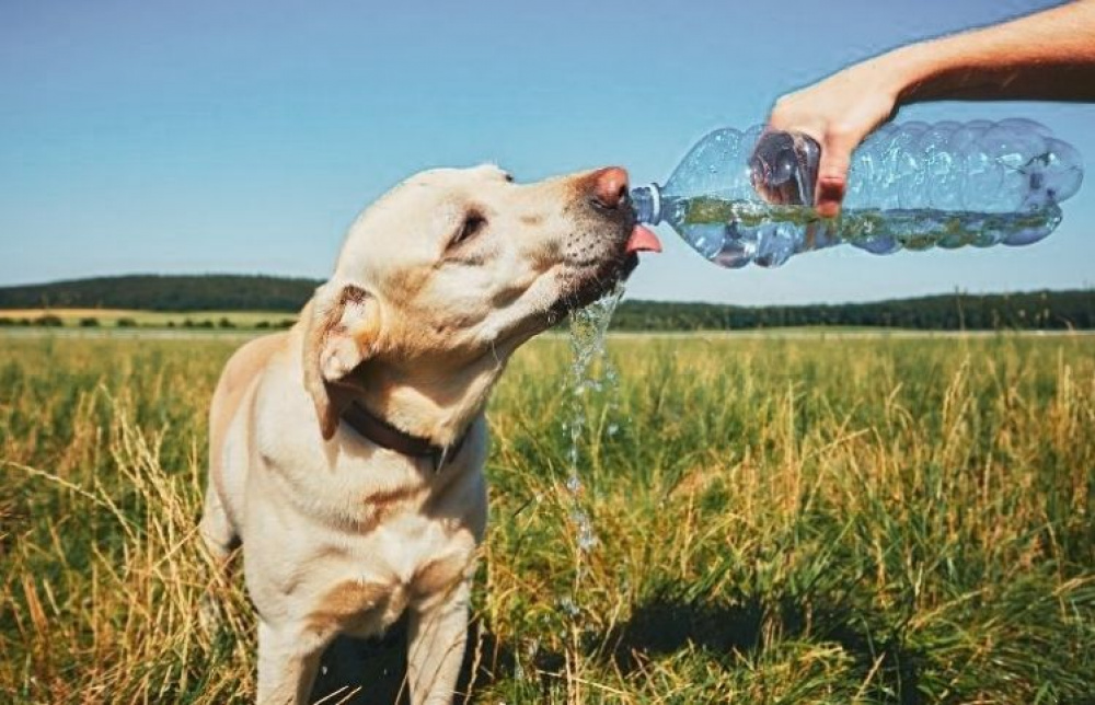 Så skyddar du din hund från värmen i sommar