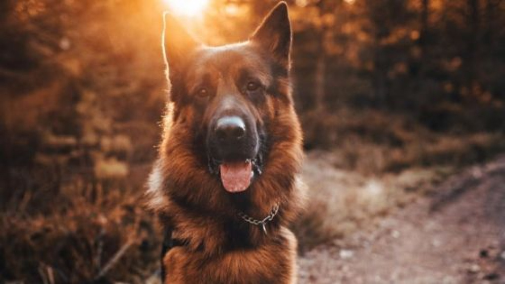 2-åriga schäfern Enzo - en av Sveriges största dogfluencers