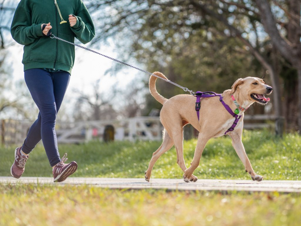 Aktivera din hund med våra bästa tips!