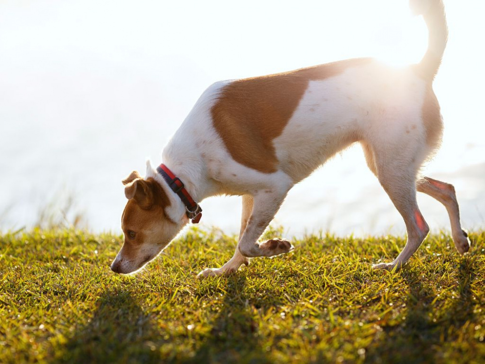 Träna nosework med din hund