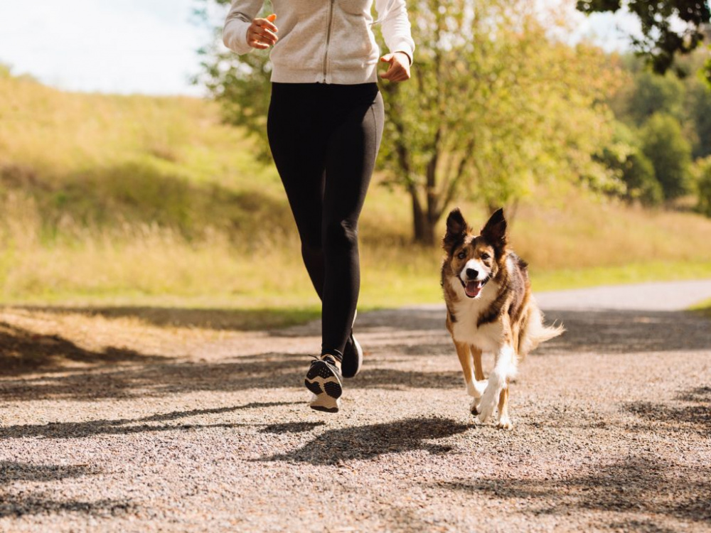 Ta med din hund på nästa löprunda!