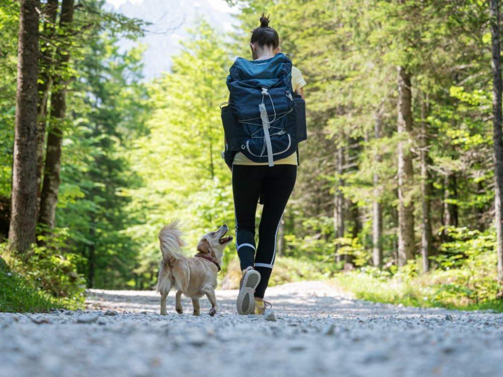 Sugen på att vandra med din hund? Läs våra tips!