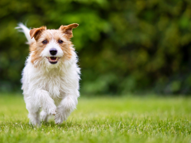 Hunden i balans med mental stimulans
