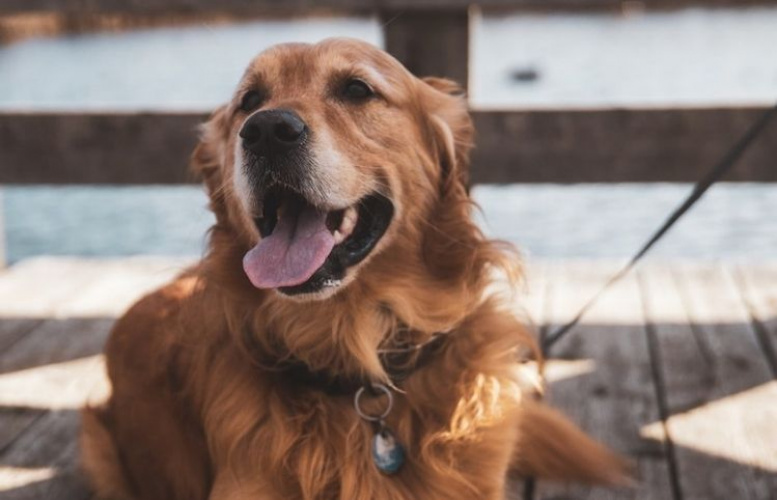 5 faror för din hund i sommar